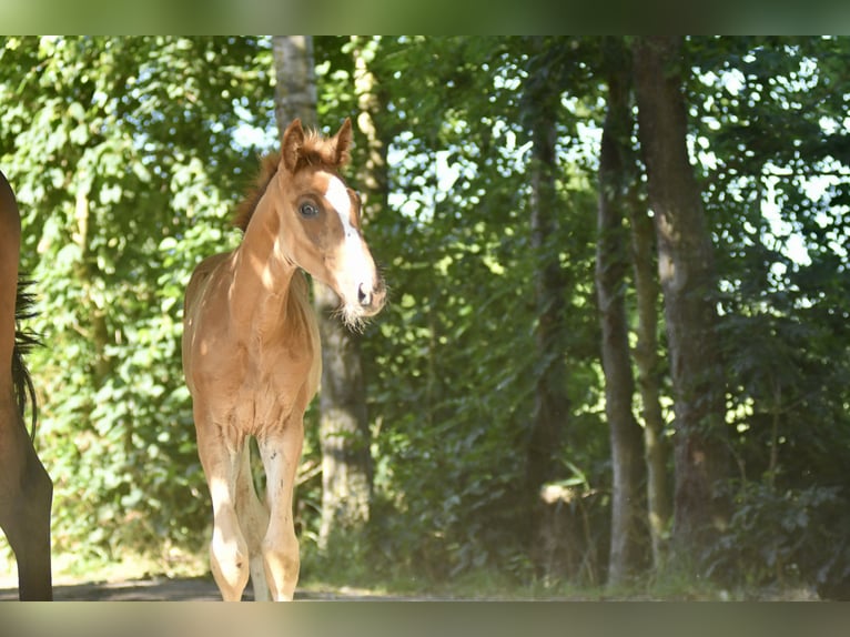 Hanoverian Stallion Foal (04/2025) Chestnut-Red in Butjadingen