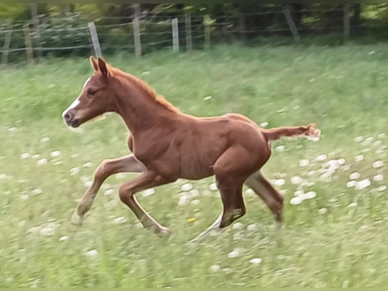 Hanoverian Stallion  Chestnut-Red in Celle