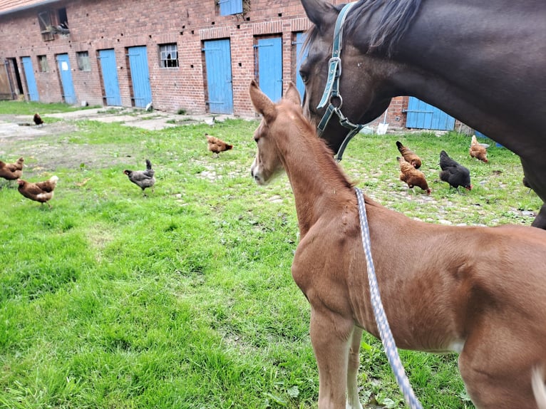 Hanoverian Stallion Foal (06/2024) Chestnut-Red in Seedorf