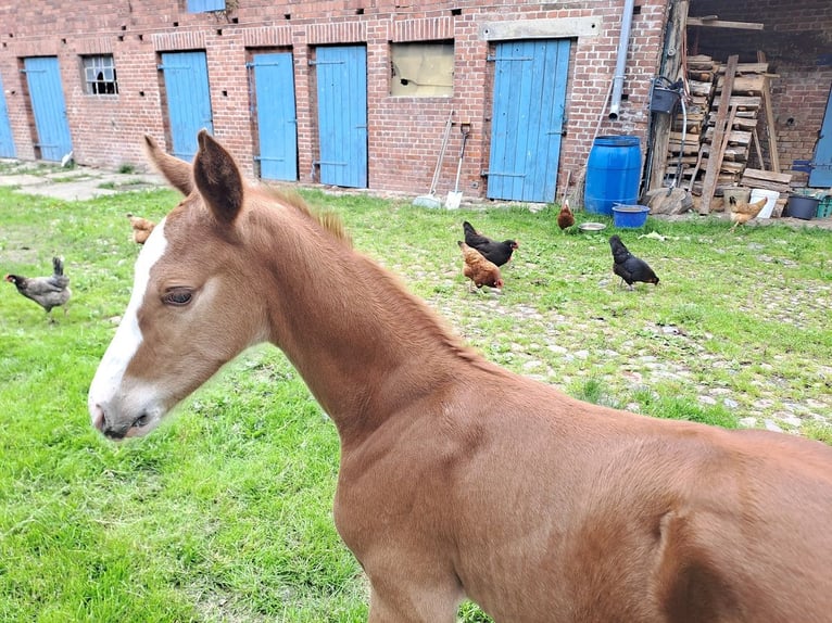 Hanoverian Stallion Foal (06/2024) Chestnut-Red in Seedorf