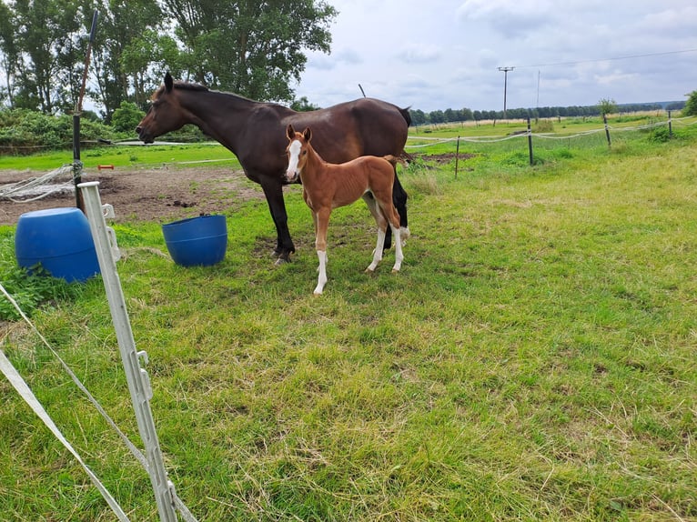 Hanoverian Stallion Foal (06/2024) Chestnut-Red in Seedorf