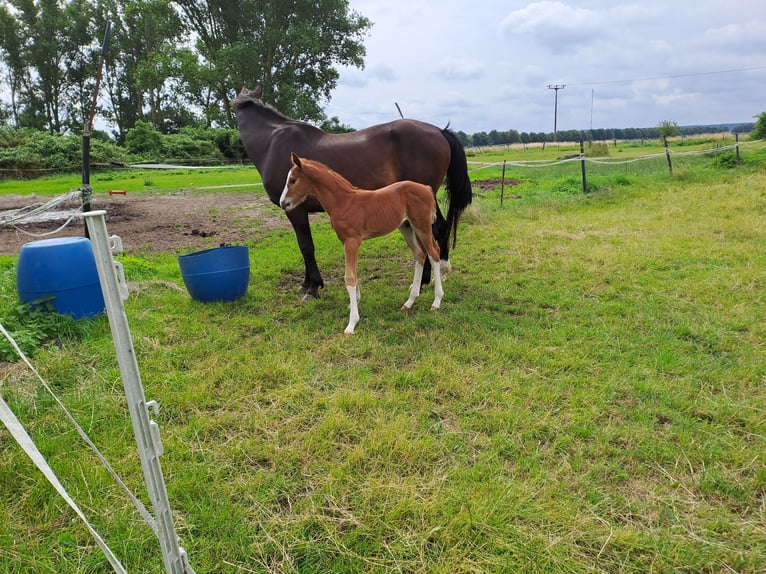 Hanoverian Stallion Foal (06/2024) Chestnut-Red in Seedorf