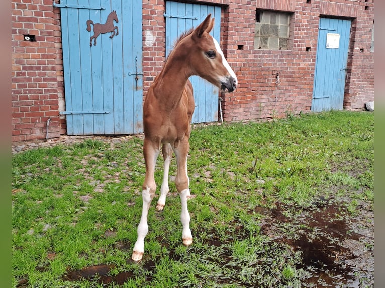 Hanoverian Stallion Foal (06/2024) Chestnut-Red in Seedorf