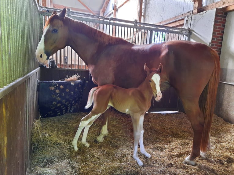 Hanoverian Stallion  Chestnut-Red in Butjadingen