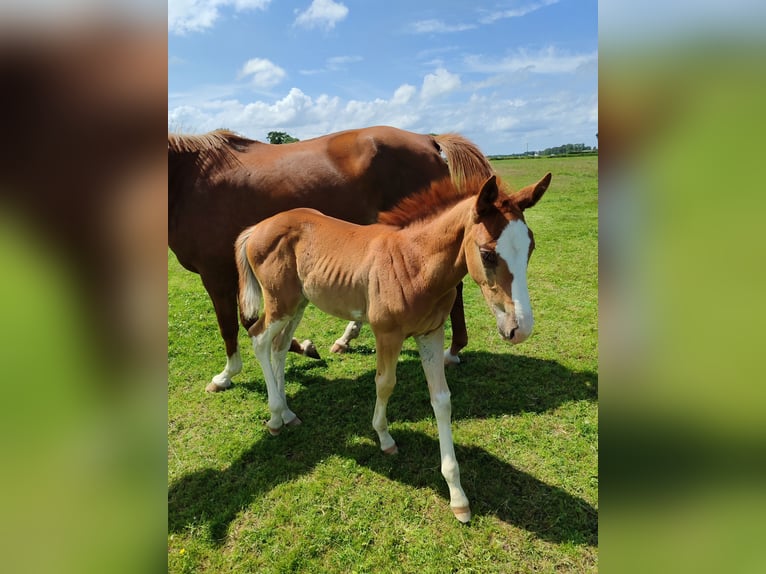 Hanoverian Stallion  Chestnut-Red in Butjadingen
