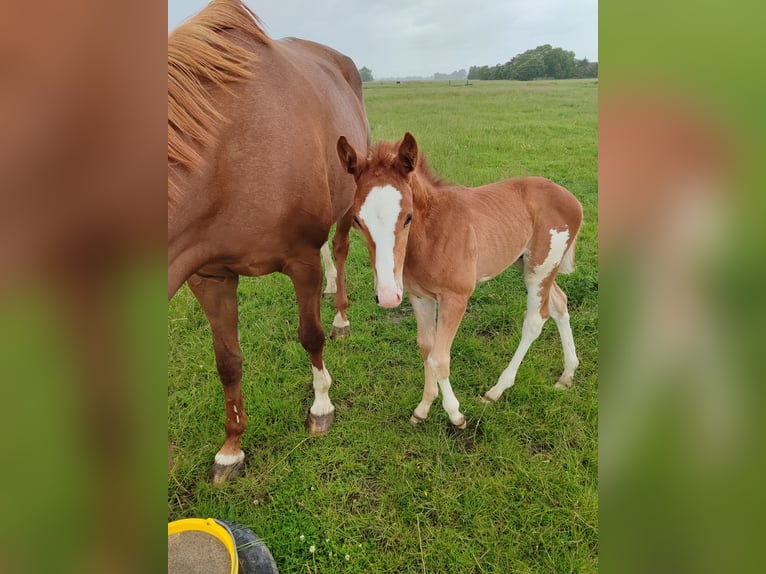 Hanoverian Stallion  Chestnut-Red in Butjadingen