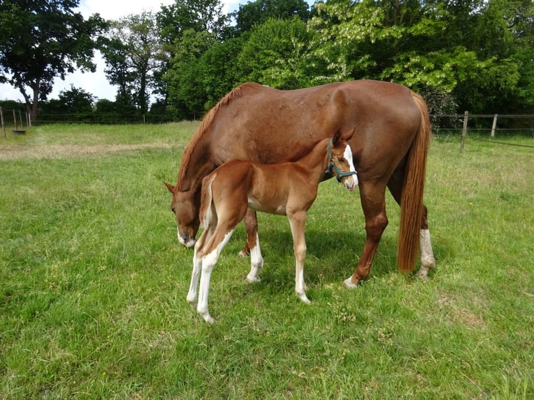 Hanoverian Stallion  Chestnut-Red in Butjadingen