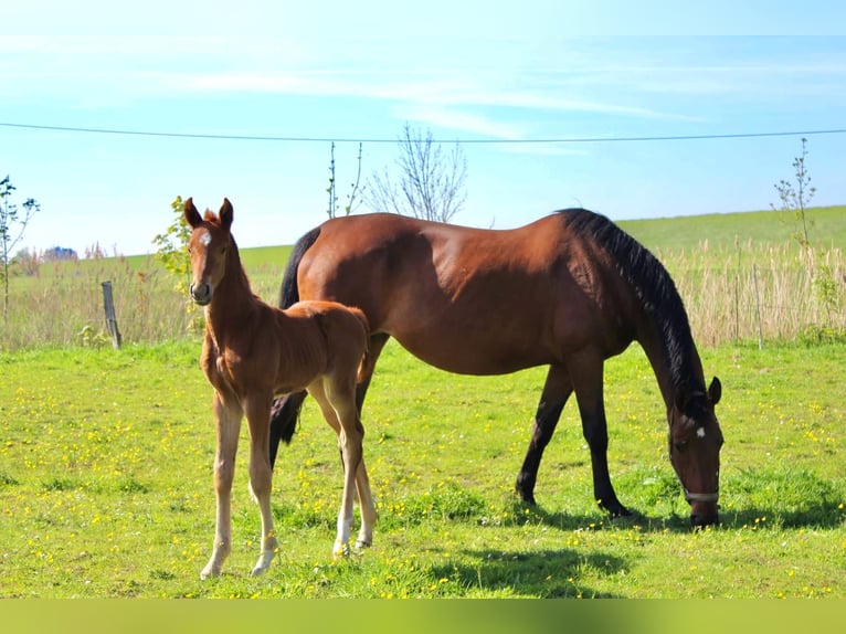 Hanoverian Stallion Foal (05/2025) Chestnut-Red in Wurster Nordseek&#xFC;ste