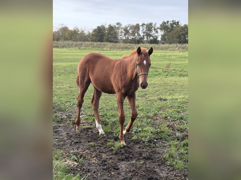 Hanoverian Stallion Foal (05/2025) Chestnut-Red in Wurster Nordseek&#xFC;ste