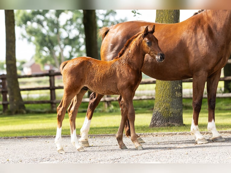 Hanoverian Stallion Foal (06/2025) Chestnut-Red in Bocholt