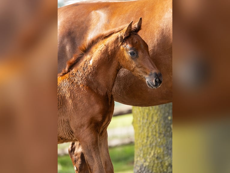 Hanoverian Stallion Foal (06/2025) Chestnut-Red in Bocholt