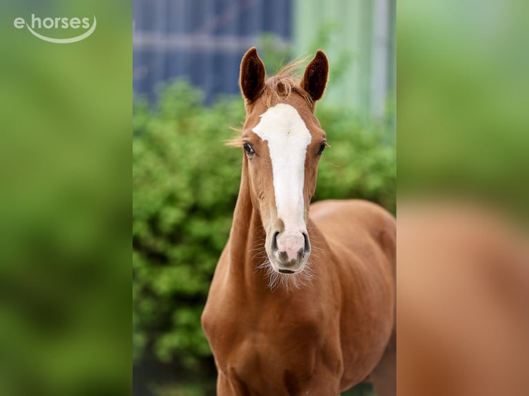 Hanoverian Stallion Foal (04/2026) Chestnut-Red in Tespe
