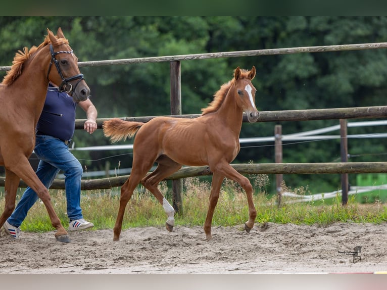 Hanoverian Stallion Foal (03/2026) Chestnut-Red in Falkenberg