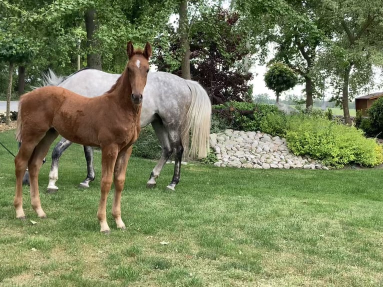 Hanoverian Stallion  Chestnut-Red in Warmsen