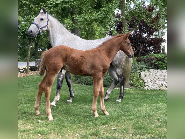 Hanoverian Stallion  Chestnut-Red in Warmsen