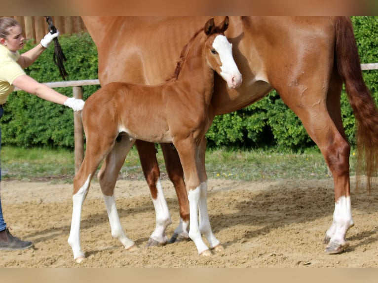 Hanoverian Stallion  Chestnut-Red in Wingst