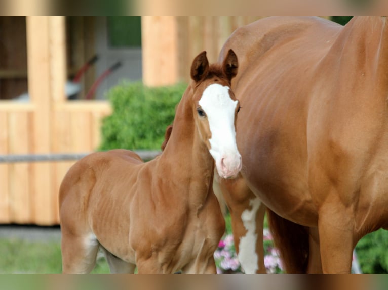 Hanoverian Stallion  Chestnut-Red in Wingst