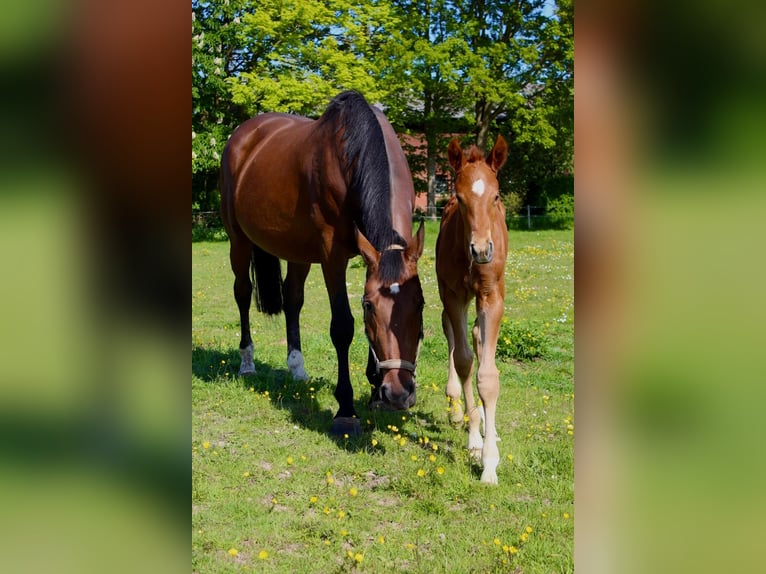 Hanoverian Stallion Foal (05/2025) Chestnut-Red in Wurster Nordseek&#xFC;ste