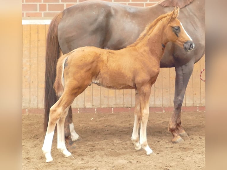 Hanoverian Stallion Foal (02/2024) Chestnut in MolbergenErmke