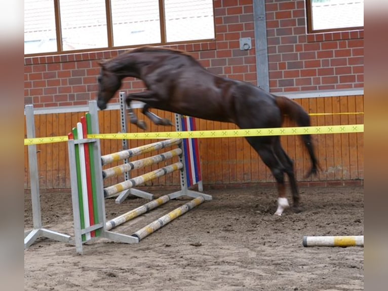 Hanoverian Stallion Foal (02/2024) Chestnut in MolbergenErmke