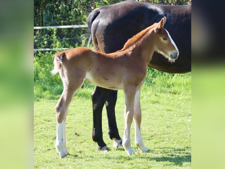 Hanoverian Stallion  Chestnut in Neustadt am Rübenberge