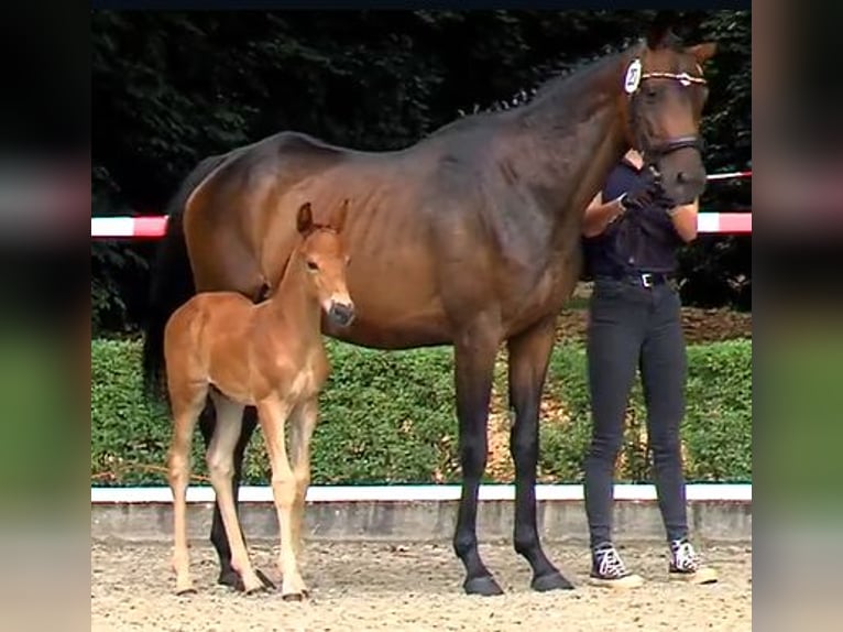Hanoverian Stallion Foal (06/2025) Chestnut in Neustadt am R&#xFC;benberge