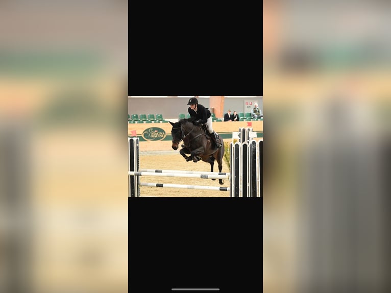 Hanoverian Stallion  Chestnut in Neustadt am Rübenberge