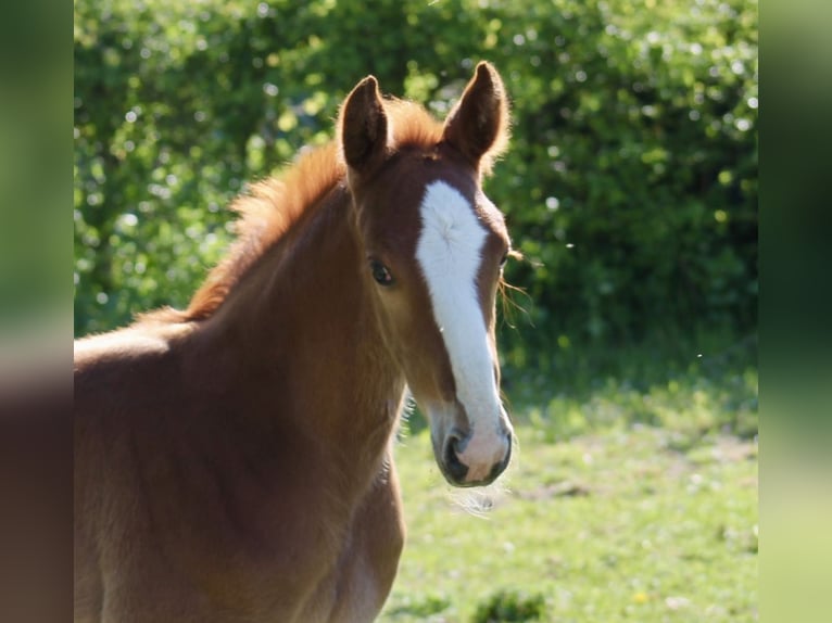 Hanoverian Stallion  Chestnut in Neustadt am Rübenberge