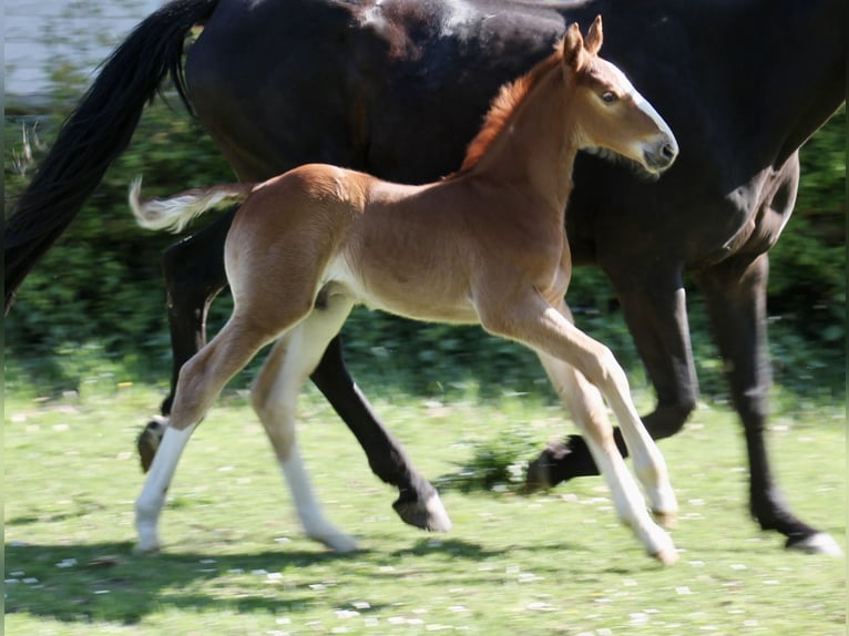 Hanoverian Stallion  Chestnut in Neustadt am Rübenberge