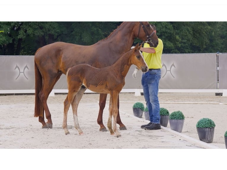 Hanoverian Stallion Foal (05/2024) Chestnut in Breddorf