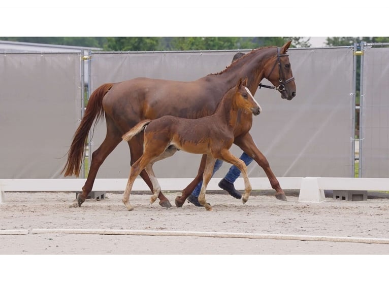 Hanoverian Stallion Foal (05/2024) Chestnut in Breddorf