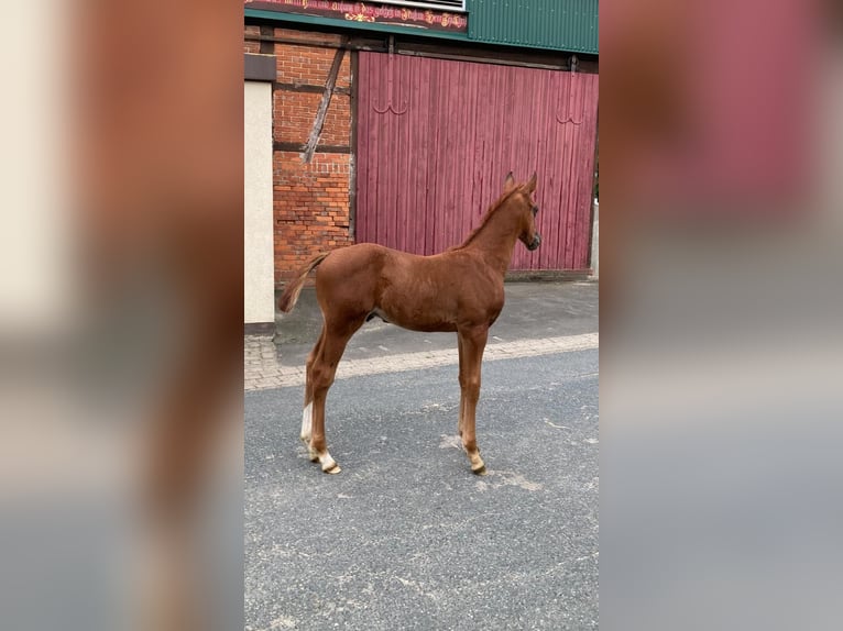 Hanoverian Stallion Foal (05/2025) Chestnut in Hohenhameln
