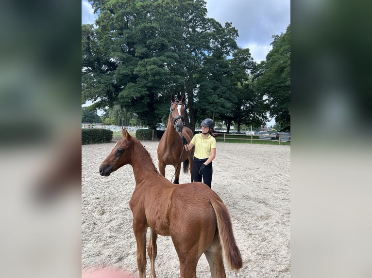 Hanoverian Stallion Foal (05/2025) Chestnut in Hohenhameln