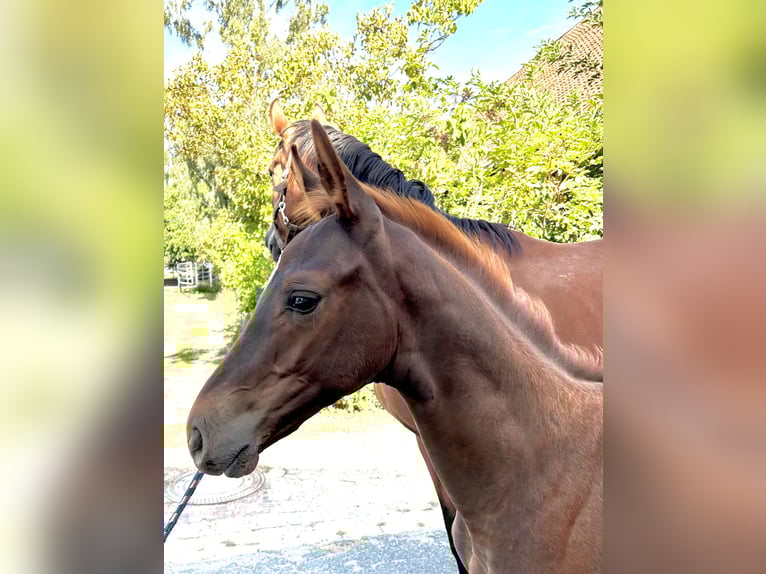Hanoverian Stallion Foal (05/2025) Chestnut in Hohenhameln
