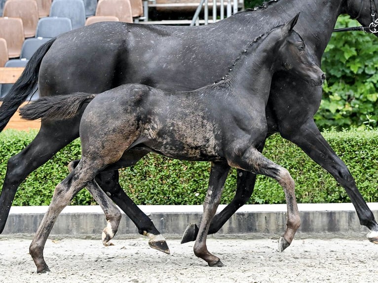 Hanoverian Stallion Foal (04/2025) in Bad Bevensen