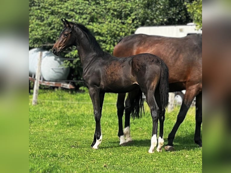 Hanoverian Stallion Foal (01/2025) in Aurich