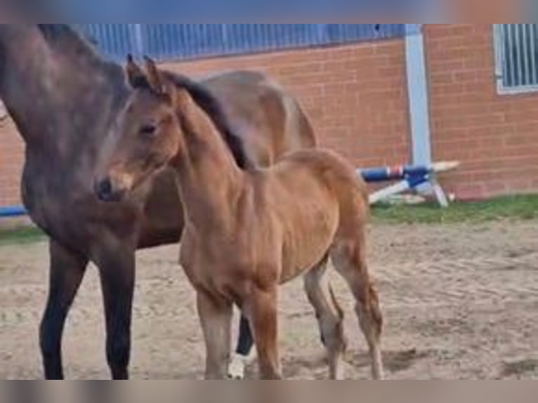 Hanoverian Stallion Foal (03/2026)  in Warmsen