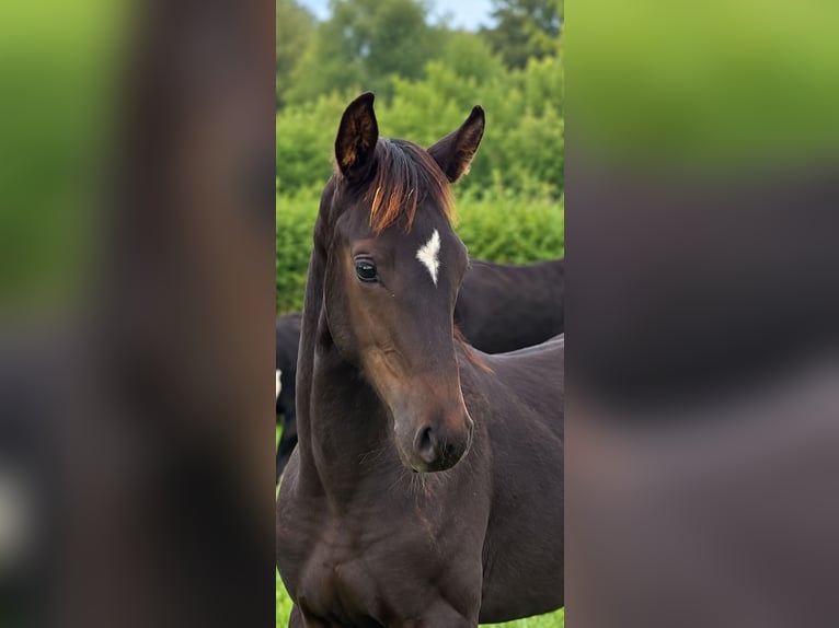 Hanoverian Stallion Foal (05/2026)  in Daaden