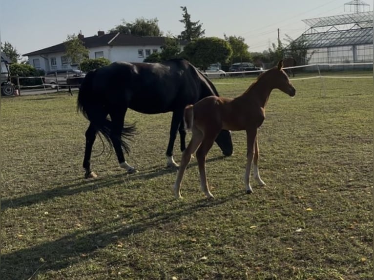Hanoverian Stallion Foal (07/2025) in Hainburg