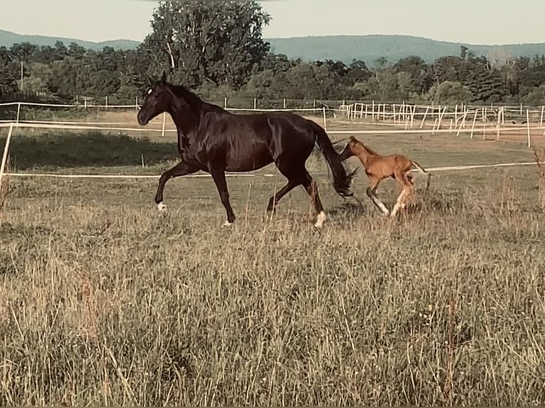Hanoverian Stallion Foal (07/2025) in Hainburg