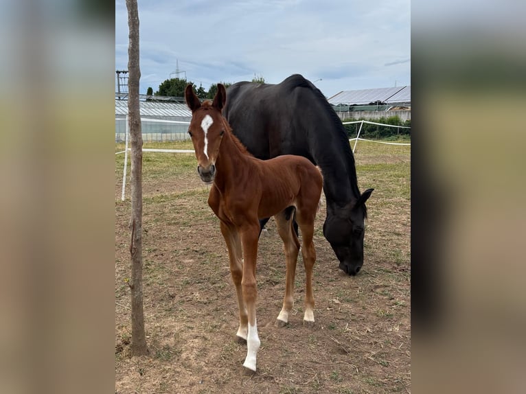 Hanoverian Stallion Foal (07/2025) in Hainburg