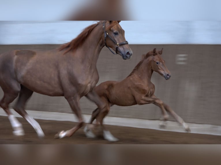 Hanoverian Stallion Foal (01/2026)  in Neuenkirchen-Vörden