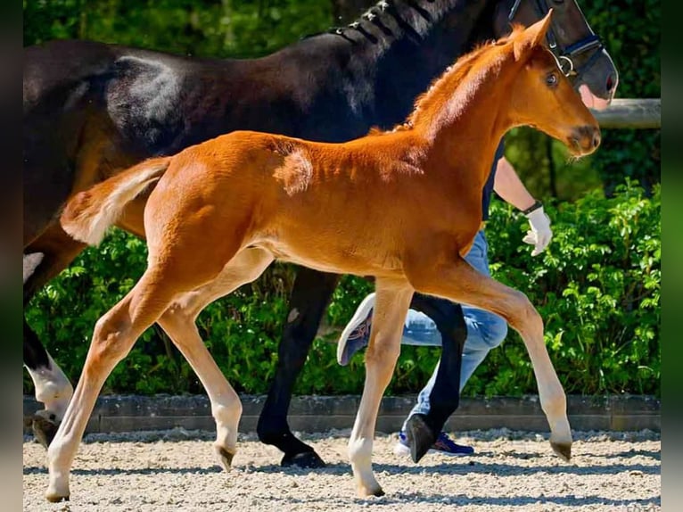 Hanoverian Stallion  in Verden (Aller)