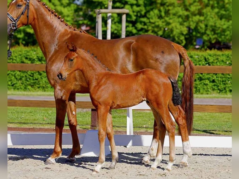 Hanoverian Stallion  in Verden (Aller)