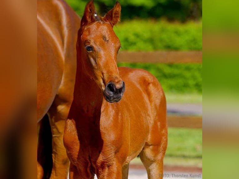 Hanoverian Stallion  in Verden (Aller)