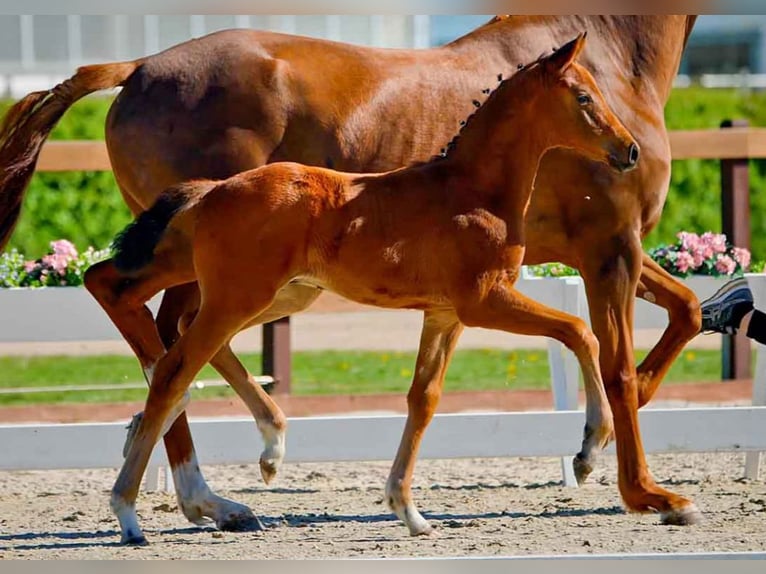 Hanoverian Stallion  in Verden (Aller)