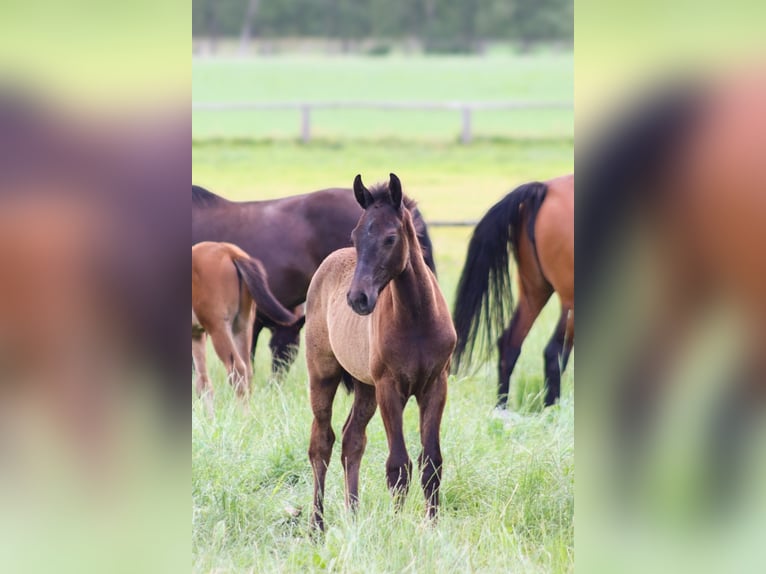 Hanoverian Stallion  Gray-Dapple in Bispingen