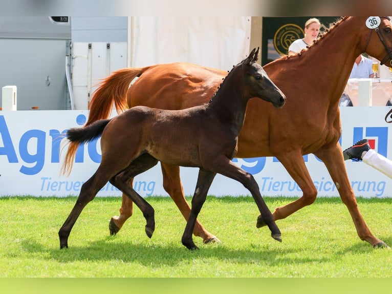 Hanoverian Stallion  Gray-Dark-Tan in Gronau (Leine)