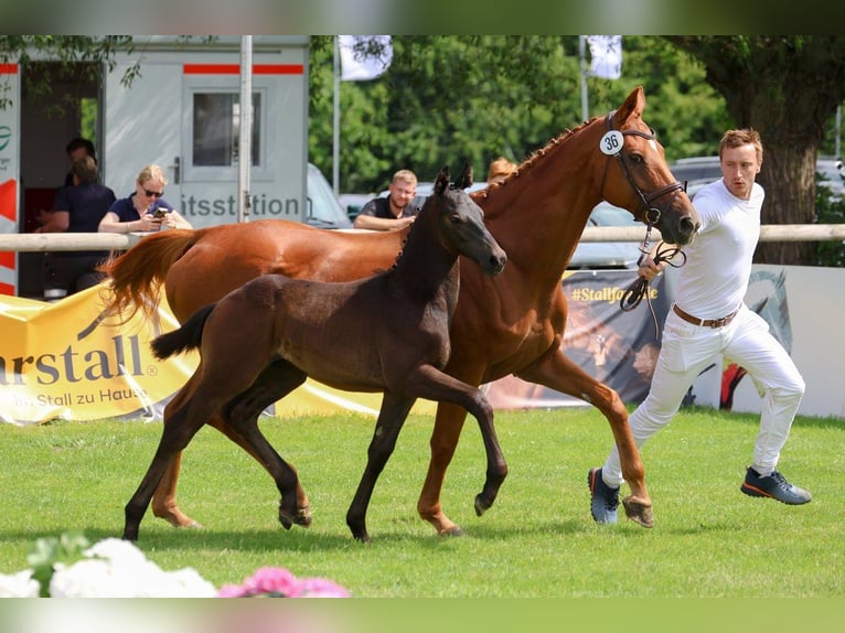 Hanoverian Stallion  Gray-Dark-Tan in Gronau (Leine)