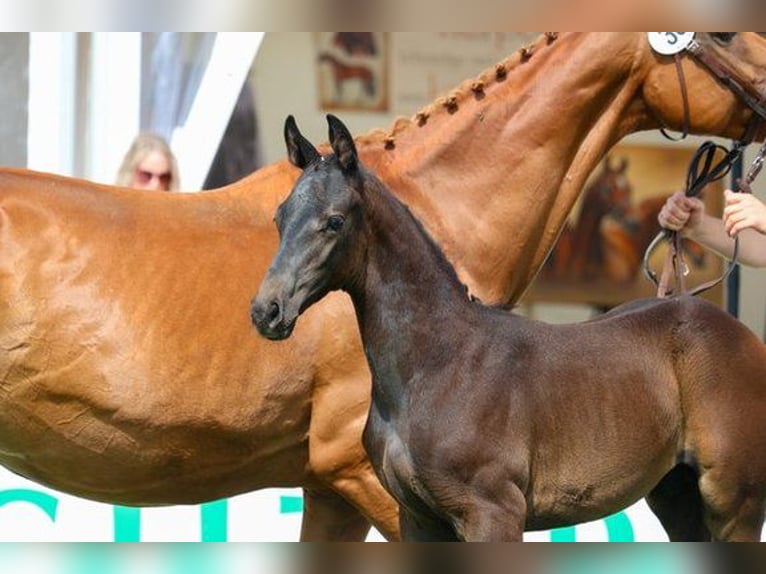 Hanoverian Stallion  Gray-Dark-Tan in Gronau (Leine)